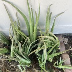 Aloe Vera Plant
