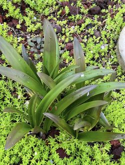 Amaryllis Plant Seedlings For Sale (pls Read Description Below)