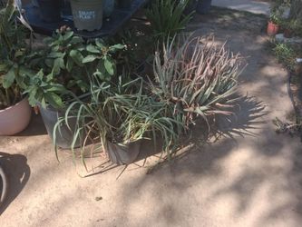 Plants