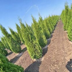 Privacy Tree Sale FREE DELIVERY! Emerald Green & Green Giants 