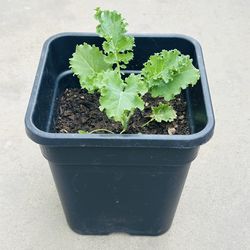 KALE Dwarf Blue Curled Vates plants 🪴