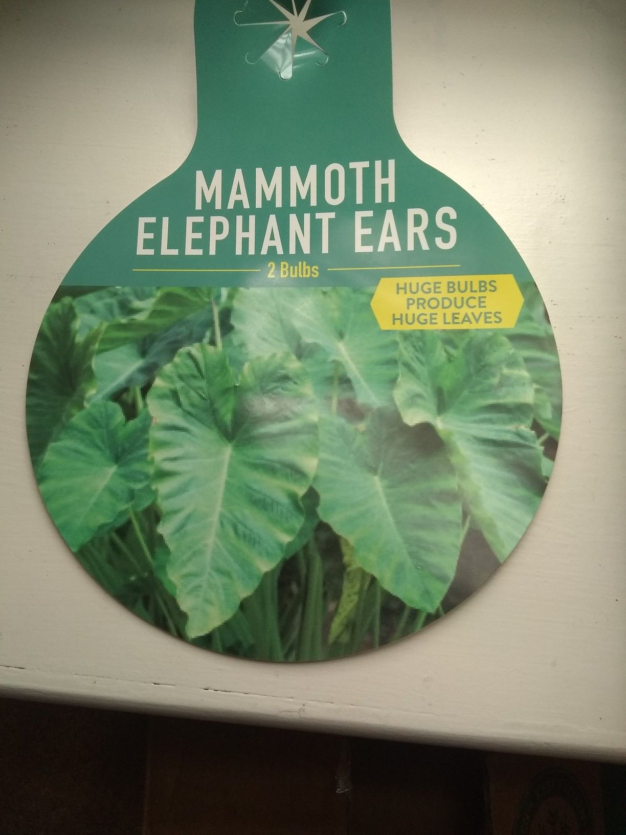 2 packets of Mammoth Elephant Ears Plant