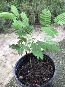 Mimosa Silk Tree Tree Plant Pink Flower (Albizia julibrissin) - 4 inch pot 