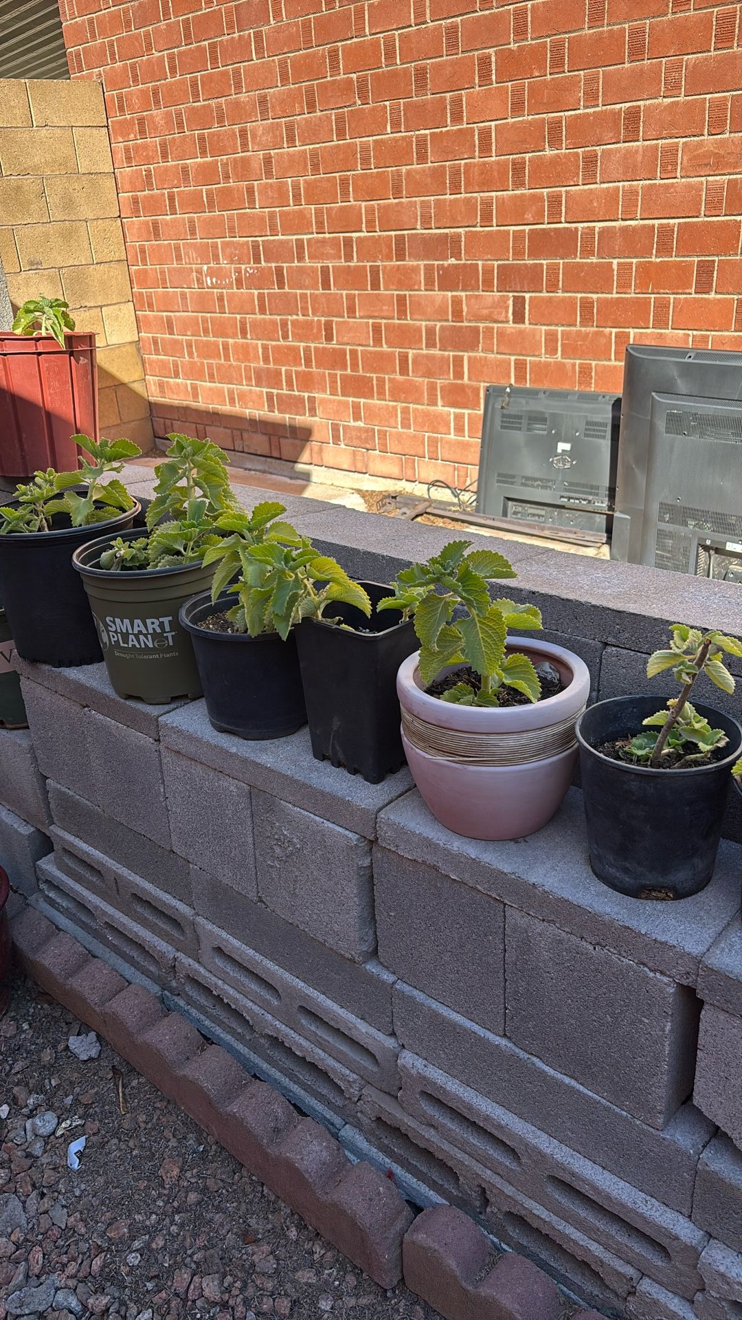 Plants Herbs
