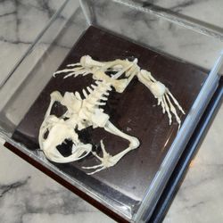 North American Frog Bullfrog Preserved Skeleton Articulated Specimen Oddity Case
