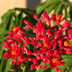 Coral Plant Sapling Rooted Red Flower