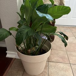 Peace Lily Plant Large Pot