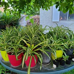 Spider Plants. Indoor  Or Outside