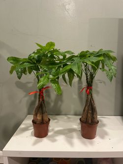 Money tree