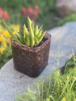 Succulent Plant Arrangement 