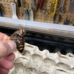 Discold Roach Colony 