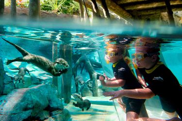 Discovery Cove Tickets 2026