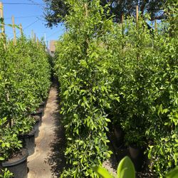 Ficus Nitida Privacy Hedge