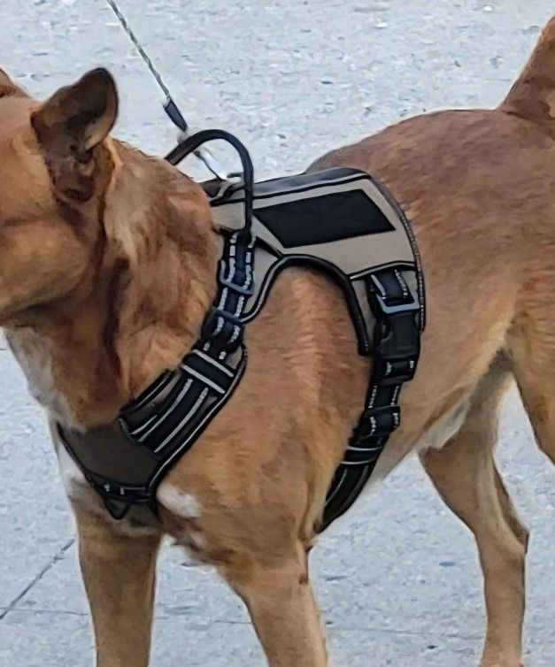 Tactical Dog Harnesses __Various Styles & Colors __ Adjustable Size