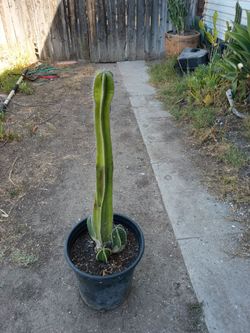 Mexican fence post cactus plant