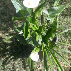 Con Flores...with Flowers  5 Gallons  Pot.