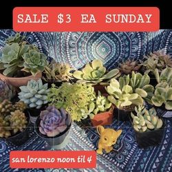 PLANT SALE STARTING AT $3. THIS WEEK SALE IN SAN LORENZO