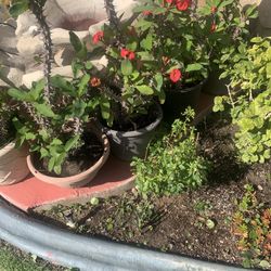 Plant Corona D Ialge 22$each