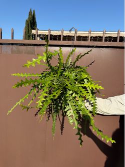 8” huge fish bone cactus