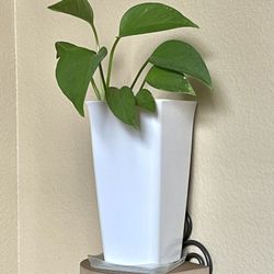 Well Established  Philodendron In 8"H Pot.