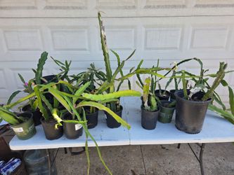 Free: Dragon fruit.  Potted and rooted