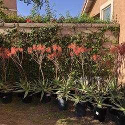 Succulent Plants: Aloe Maculata (soap plant)