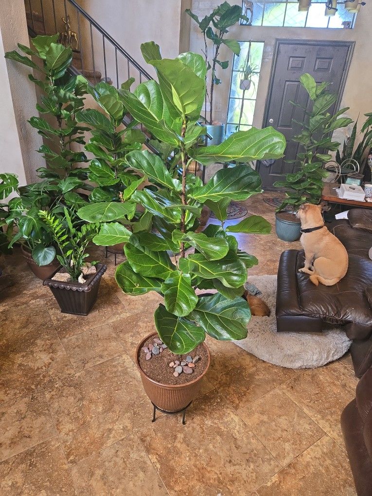 Over 5ft Tall Fiddle Leaf Fig Plant In 14in Corrugated Composite Pot  With Stones