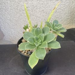Succulents Plant 