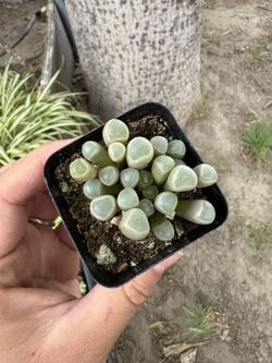 Plants