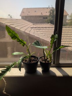 Ring Of Fire Philodendron