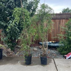 Pink Jasmine Plant 8ft