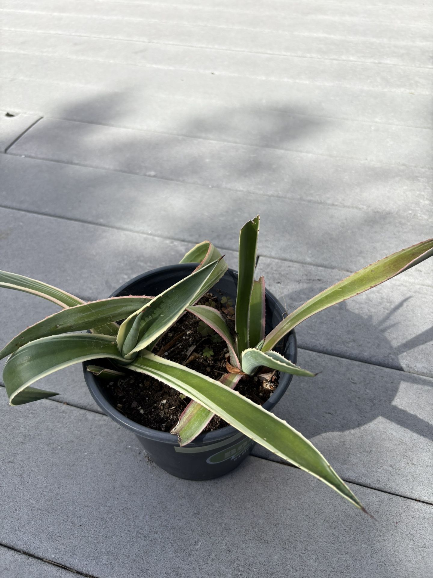 Potted Plants