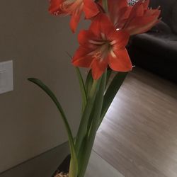 Amaryllis Plant For Sale