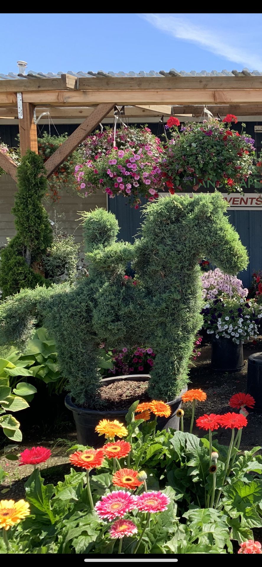 Topiary Trees (horse and rider)