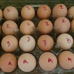 Farm Fresh Fertile Eggs.