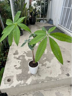 Money Tree in ceramic pot