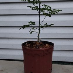 Moringa Oleifera Tree 