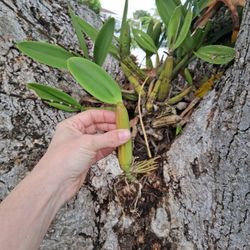 Orchid Cutting Purple