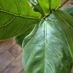 Fiddle Leaf Plant