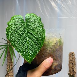 Anthurium Splendidum for Sale in Los Angeles, CA - OfferUp