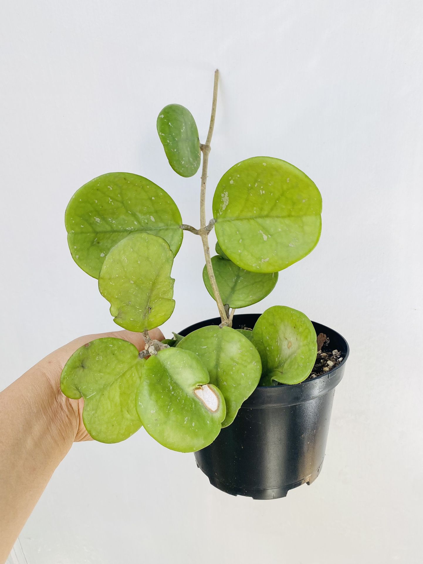 Plants (6”pot🌿Obovata Hoya )