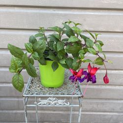 Fucshia Plant Jollie Double Flower In One Gallon Pot 