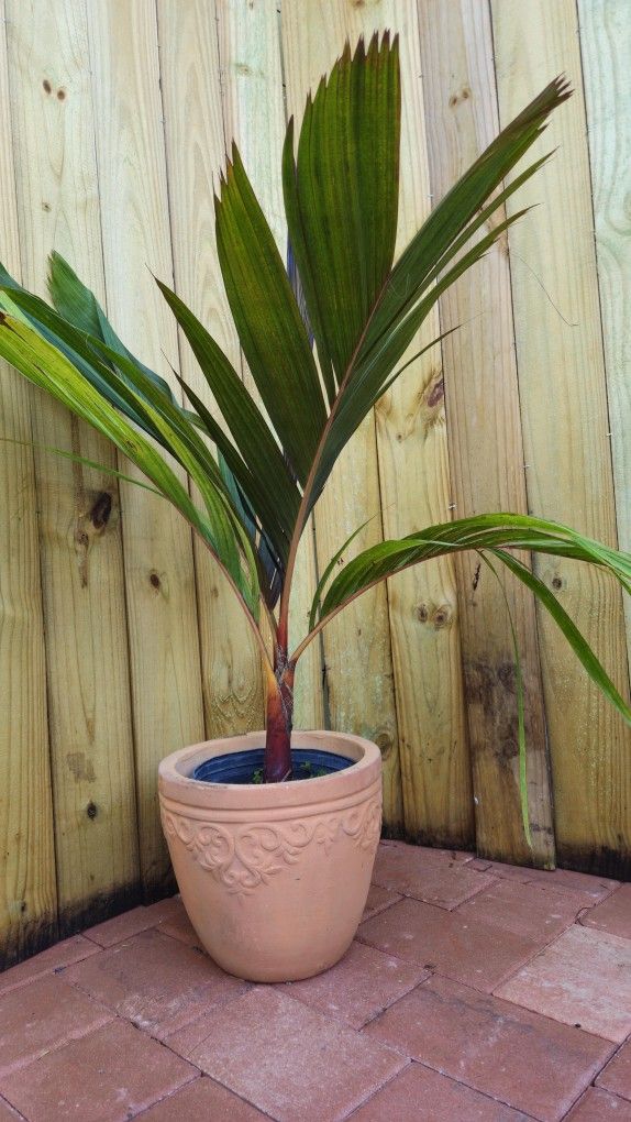 LIVE PLANT 3+ft tall Areca vestiaria Sunset Palm Red Crownshaft Palm Pinang Merah