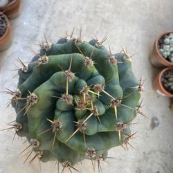 Cereus peruvianus spiralis