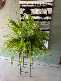 Plants