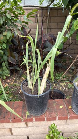 Sugar Cane plants