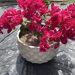 Bonsai Bougainville plant