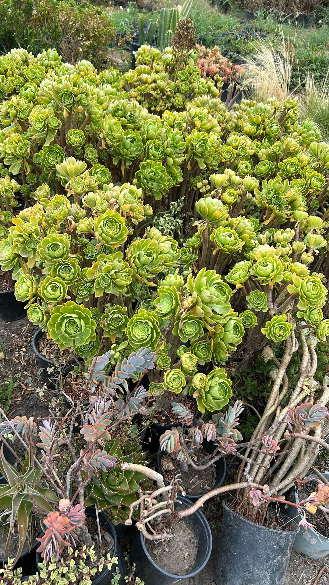 Succulent plants look like a