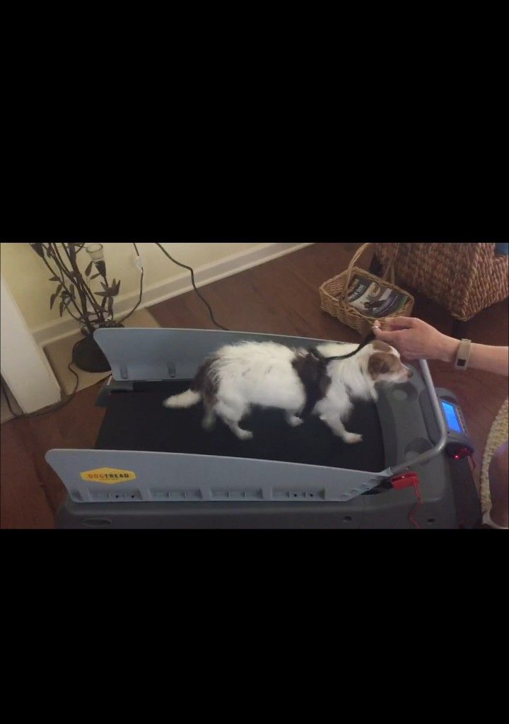 New PetZen DogTread Motorized Dog Treadmill PZ-1501
