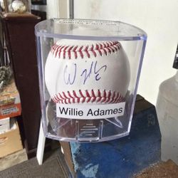 Willie Adames Baseball 